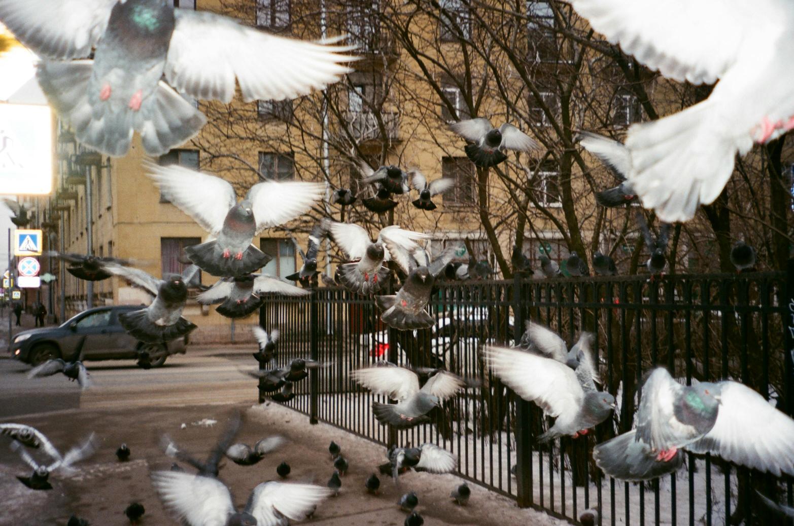 Ptaki opolszczyzny – skrzydlaci mieszkańcy miasta i okolic